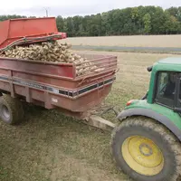 Récolte des betteraves en Seine et Marne.