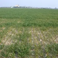 Le blocage de l'assimilation du phosphore par les cultures (céréales ici) peut être dû au fort taux de calcaire dans un sol.