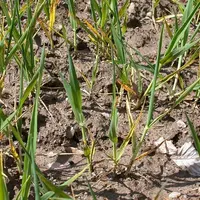 Sur blé, la carence en phosphore se traduit par une forte réduction de croissance et de tallage des plants ainsi que par un jaunissement des feuilles