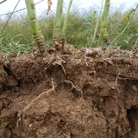 Les crucifères (moutardes, radis…) ont un système racinaire pivotant intéressant d’un point de vue structuration du sol mais elles sont sensibles aux
