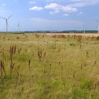 Parcelle en jachère.