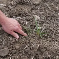 Pour limiter les infestations de graminées comme le vulpin et le ray-grass, le décalage de la date de semis du blé ou de l’orge est toujours une bonne