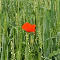 DSC_2521 / Agriculture biologique dans le Maine-et-Loire chez Grégoire Gabillard, céréales, fleur de coquelicot dans le blé, alternative à la lutte ch