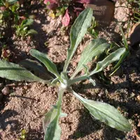 La plantule de bleuet présente un port en rosette et une teinte vert blanchâtre.