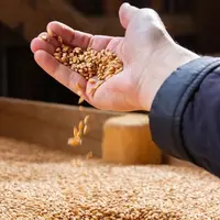 grain de blé, stockage de blé