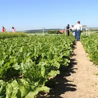 IMG_1810 / Betterave dans la Somme. expérimentation, visite d'essai