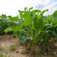 En dépit de rendements corrects, la richesse en sucre pourrait faire défaut dans de nombreuses parcelles de betterave.