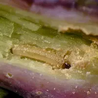 Larve de grosse altise dans un collet de jeune  plantule de colza. Insectes ravageurs des cultures .
