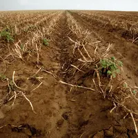 Pomme de terre / gros plan des rangs après défanage et avant arrachage / fanes