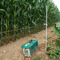 Deux hauteurs de fil avec électrification sont nécessaires pour protéger les maïs des incursions de sangliers.