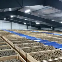 Bâtiment ventilé de stockage de pommes de terre en palox