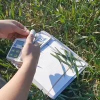 Pince N-tester mesurant sur les feuilles les besoins du blé en azote.