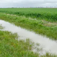 Bord de champ inondé après un excès de pluie en bordure d'un champ de céréales. Avril 2024 dans le nord de l'Eure-et
