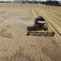 Moisson dans l' Indre près d' Issoudun le 7 juillet 2022. Récolte de blé tendre particulièrement précoce, avec du blé Cesario. Les taches sur la gauch