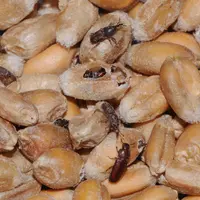grains de blé avec charançons et tribolium, insectes consommant les grains