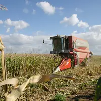 Récolte d'un champ de maïs grain avec une moissonneuse batteuse