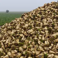 Tas de betteraves sucrières en Eure-et-Loire en 2019