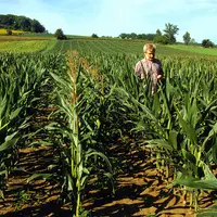 Agriculteur multiplicateur dans une parcelle de maïs semence.