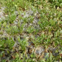 champ de betteraves sucrières avec le feuillage bruni à cause de la cercosporiose