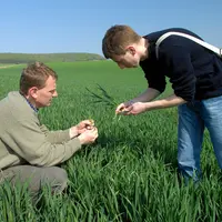 Visite technique dans un champ de blé d'un conseiller de chambre d'agriculture avec un agriculteur pour observer les