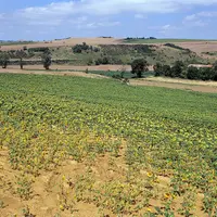 Culture de tournesol soufrant de la sécheresse.