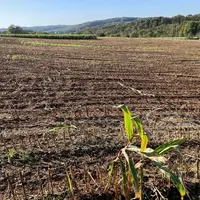 Sol nu après une récolte partielle du maïs grain.