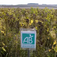 Parcelle de tournesol bio en Touraine.