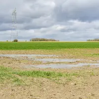 Blé inondé.