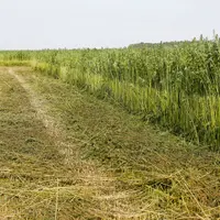 Culture de chanvre agricole en plein champ dans le departement de la Marne.