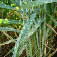Les taches d'oïdium sont disposées de façon éparse sur les feuilles, au début de son développement.