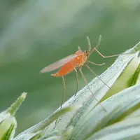 Moucheron adulte de cécidomyie orange sur un épillet de blé.