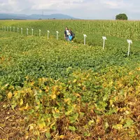 La grande majorité des nouvelles variétés de soja inscrites sur le catalogue officiel français sont de précocité triple 0, ada