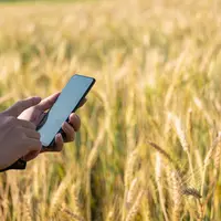 Agriculteur avec son smartphone dans son champ de blé