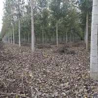 Peupleraie de l'agriculteur Eric Vandromme dans l'Oise