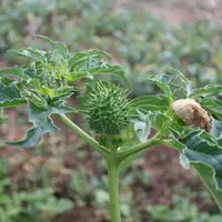 Plante de datura dans une parcelle agricole.