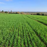 Blé tendre début montaison sur une parcelle saine en Maine-et-Loire, mars 2025