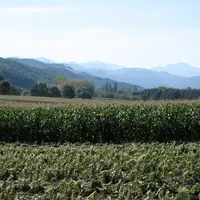 Parcelle de maïs dans Les Landes