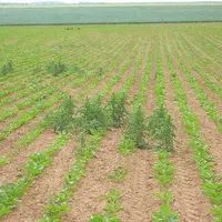 <em class="placeholder">Parcelle de betterave avec des chardons</em>