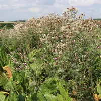 Chardon des champs dans une parcelle de grandes cultures