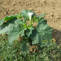 <em class="placeholder">Plante de datura stramoine en fleur. </em>