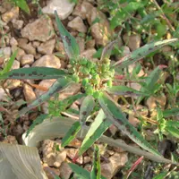 plant d'euphorbe de David