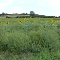 Parcelle de tournesol infestée d'ambroisie dans l'Allier.
