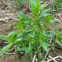 Plante de cameline au mois de mars en Haute-Garonne.