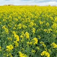 Champ de colza en fleur. Avril 2024 dans le nord de l'Eure-et-Loir