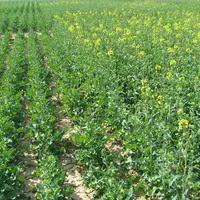 Parcelle de variétés de colza aux précocités à floraison différentes.