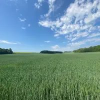 Parcelle de blé tendre dans le nord de la France.