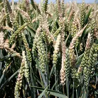 I M G _ 4 1 8 7 / blé tendre, épis fusariés , fusariose sur épi, fusarium de type roseum, maladie des céréales , champignon pa