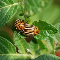 2 doryphores adulte sur feuille de pomme de terre