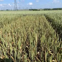 Plateforme d'essais variétés blé tendre.