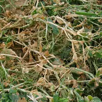 Orage de grêle sur pois de conserve dans la Somme. accident climatique sur une culture de protéagineux. perte de rendement. si